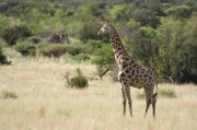 giraffe (7)